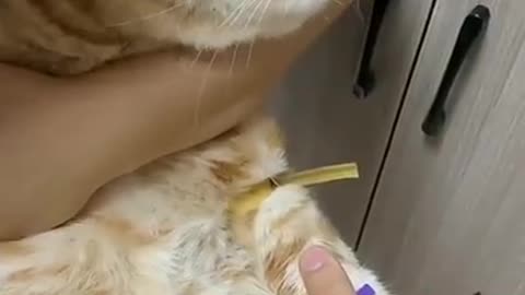 Really funny cat video!