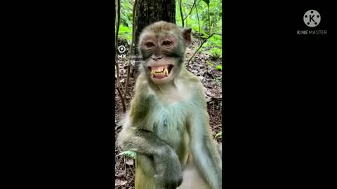 The monkey smiles