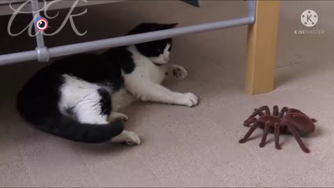 cat fun with spider