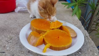 Cat munching on a pumpkin