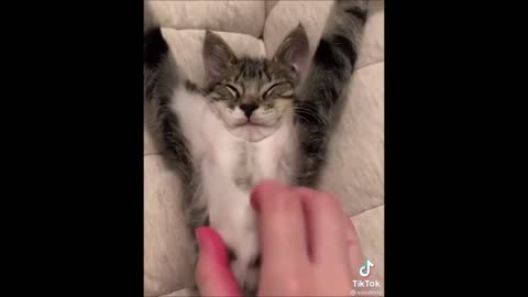 Funny Cats 2021 Must see Try not to laugh