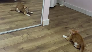 Kitten Realizing how Handsome he is looking in the Mirror