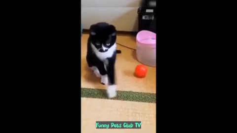 Funniest Cats and Dogs