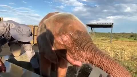 This albino elephant calf is a big fan of being sprayed down with hosepipe