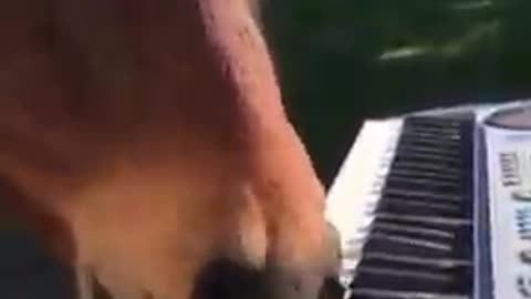 Horse play piano