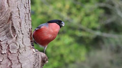 bullfinch bird eat something