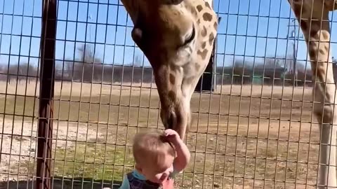 Baby and giraffe funny moment