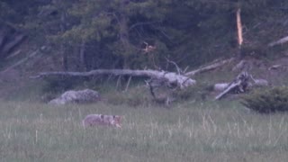 Coyote Dining at Dusk