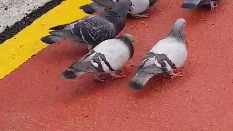 Pigeons rob street cats of food.