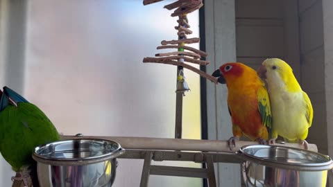 Baby parrots having fun with their mother #viral #birdslover #cuteanimals