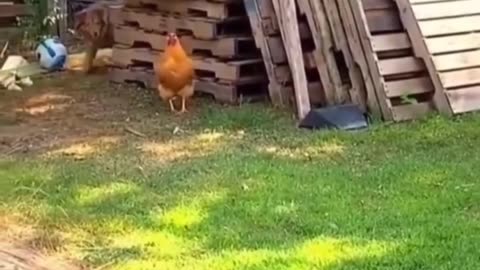 Dogs funny moments with hen 🤣