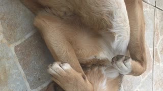 Statue-Still Dog Poses for Belly Rubs