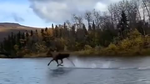 A moose running on the water😏