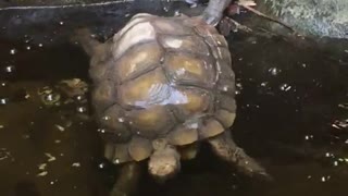 Brown turtle going into water