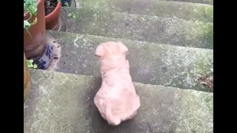 Cute Dog Plays With Pup And Trys To Go Down Garden Steps