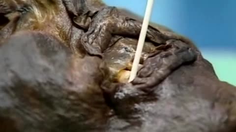 Iceman Ötzi was most likely bald: study