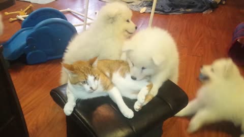 Cat vs. Samoyed puppies