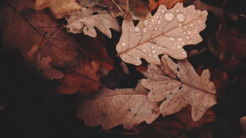 FALL RAIN: 2 Hours of Relaxing Fall Rain, Sleep, Study, Meditation