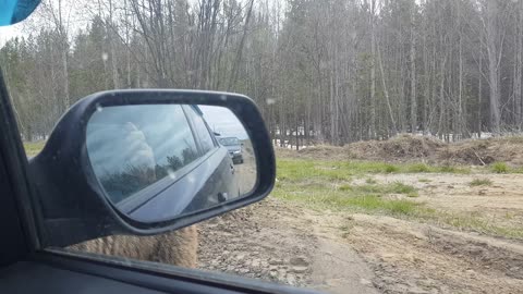 Bear Approaches Police Car