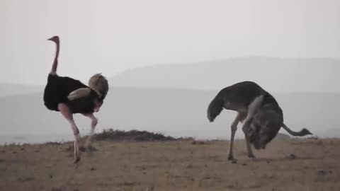 True Facts: Mating Dance of the Ostrich