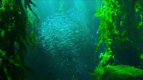 Dancing Fish In The Ocean