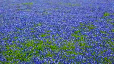 Field of Texas Bluebonnets and a Puppy