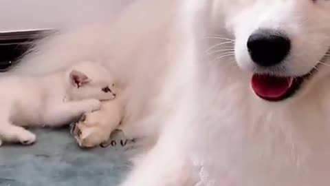 Cute cat & dog... 🥰🥰_complilation_01_