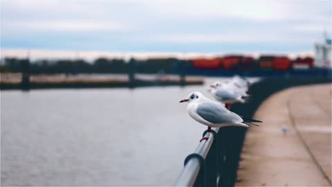 Seagulls Resting On A Steel Rail