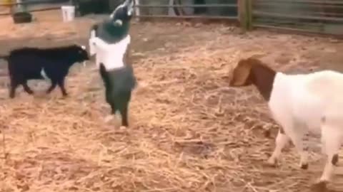 funny animals | hub | Funny animals club | funny Video | funny animals fighting