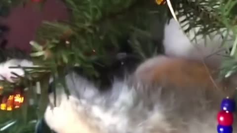 CAT ATTACK CHRISTMAS TREE....! PART 7