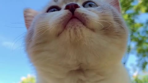 Lovely and cute cat videos
