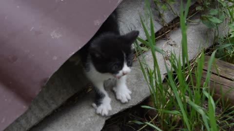 The cat and the dog meet for the first time