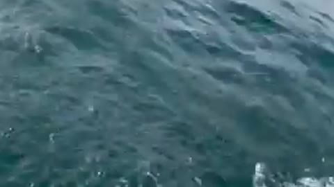 Amazing Ocean Fishing Video#shorts