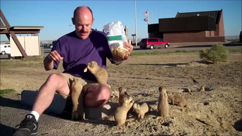 Prairie Dogs Playing - CUTEST Compilation