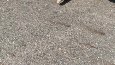 Cat sunbathing under the car