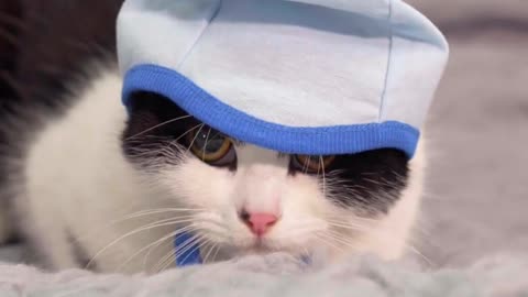 The cat wears a baby cap on his head - cute cat