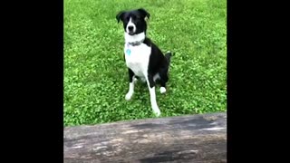 Dog and Dad both fail with tennis ball