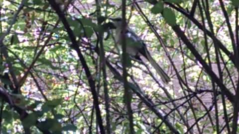 Joyful Bird In New Mexico