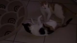 Black spotted cat and orange spotted cat fighting