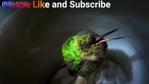 Watch Super Cute Snoring hummingbird