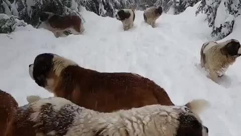 The beautiful dogs walk on the snow