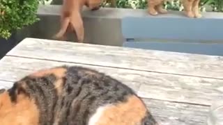 Hilarious Compilation When You Have Dogs And Cats As Pets