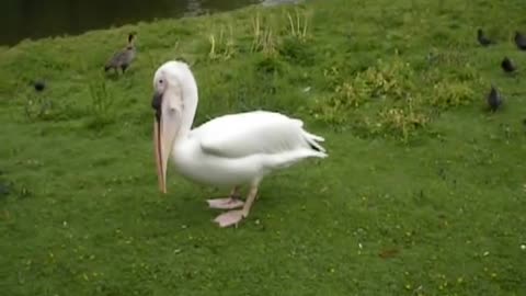 Pelican Eats Pigeon