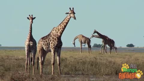 GIRAFFE | Animals for Kids | All Things Animal TV