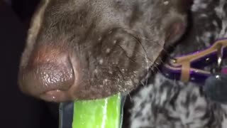 Black dog eating green ice popsicle