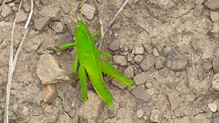 Grasshopper and nature