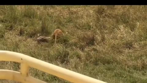 Lion Hunting Zebra | New Video | 2023