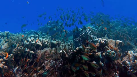 Scuba diver swims next to thousands of fish, what a beautiful sight on the ocean floor