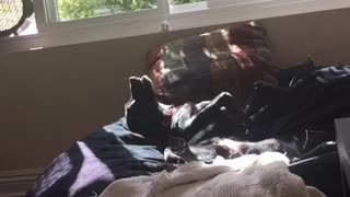 Black dog laying on sofa with fan pointed at him on his back