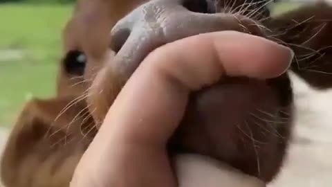Calf bite my finger